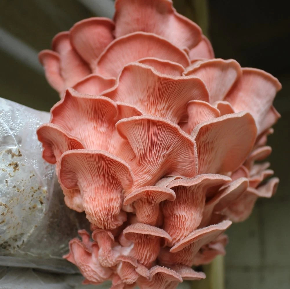 1 LB Pink Oyster Gourmet mushroom Grain Spawn US Seller!!!