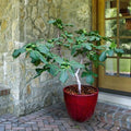 Fignomenal Dwarf Fig Tree ¨C Dwarf Fig Plant ¨C Self Fertile