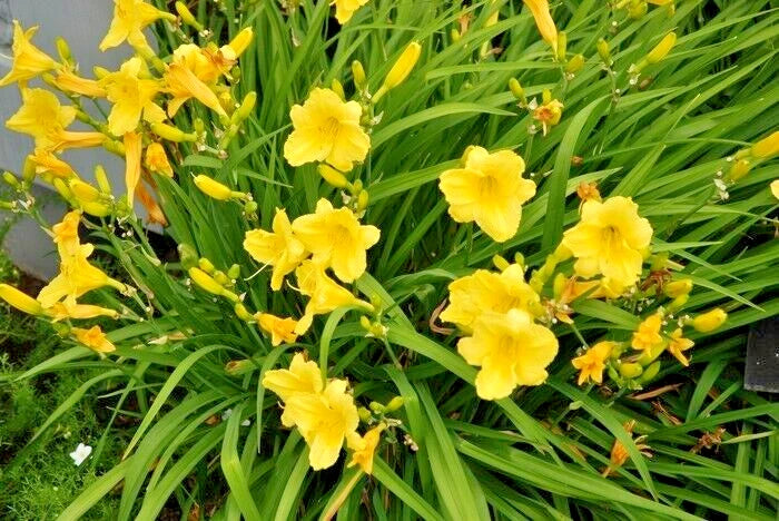 10 HAPPY RETURNS DAYLILY SEEEDS - Hemerocallis 'Happy Returns'