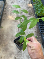 Blueberry - 'Pink Lemonade' - Vaccinium Rabbiteye  6-8 inches tall