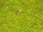 Fresh Fern Moss Perfect for Terrariums and Bonsai - Two 9x12 inch sheets