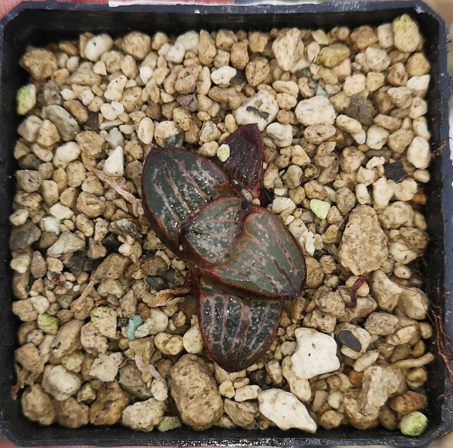 HW112 Haworthia splendens 'Horigawa No.1', Phyto available