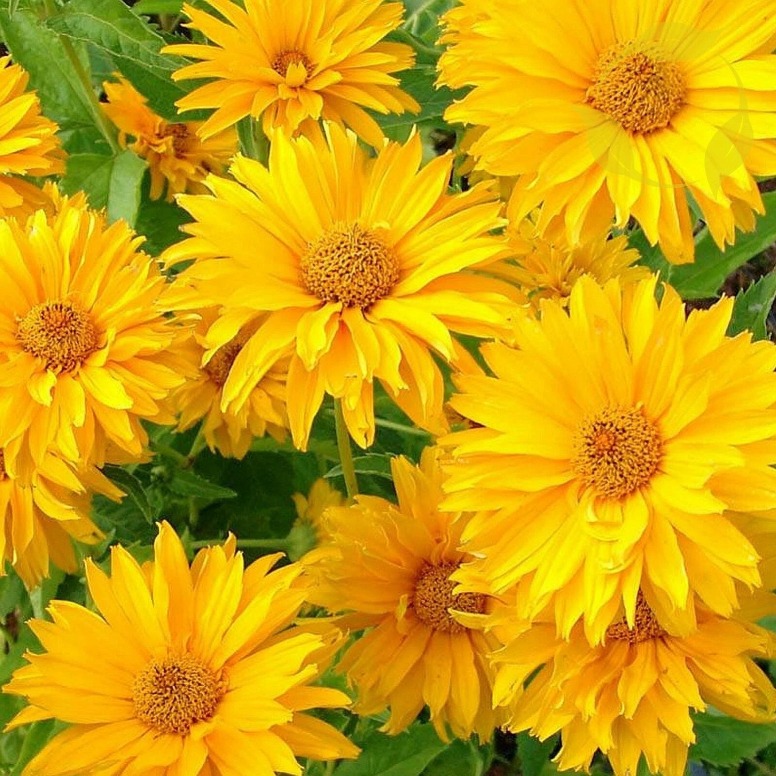 OX EYE SUMMER SUN Heliopsis Helianthoides Scabra - 50 SEEDS