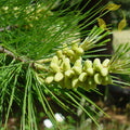 SUGAR PINE Pinus Lambertiana - 5+ SEEDS