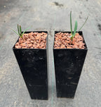 Welwitschia mirabilis regular size