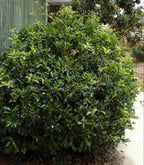 TEA OLIVE Osmanthus Fragrans - 5+ SEEDS