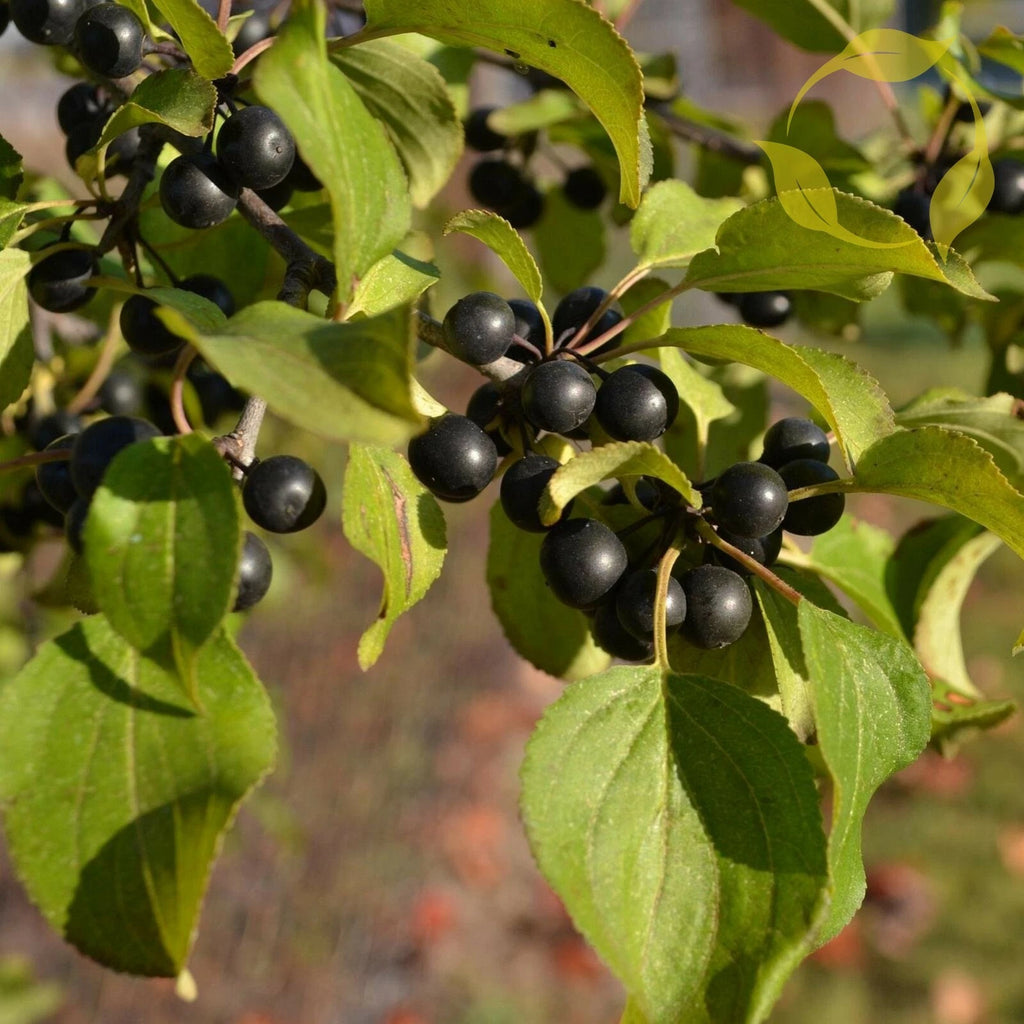 EUROPEAN BUCKTHORN Rhamnus Cathartica - 50+ SEEDS