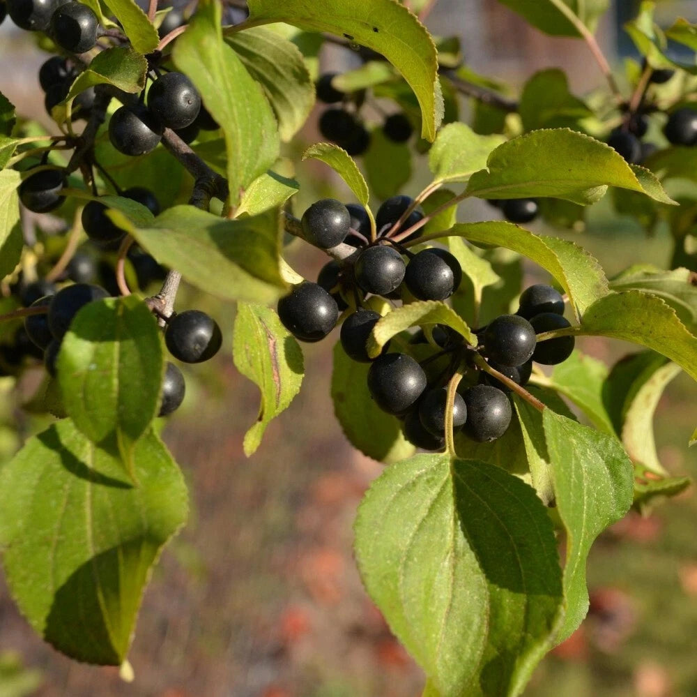 EUROPEAN BUCKTHORN Rhamnus Cathartica - 50+ SEEDS