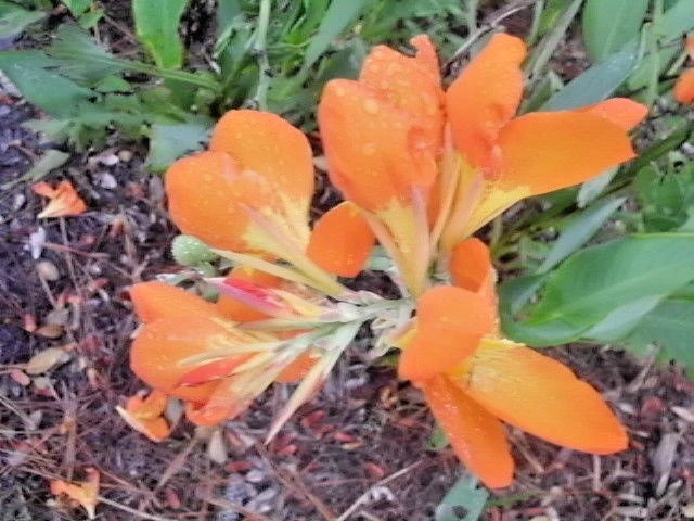 12 CANNA ORANGE PUNCH SEEEDS