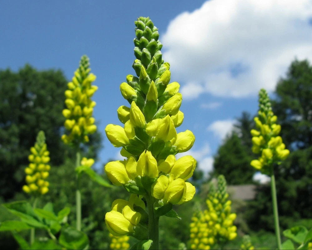 CAROLINA LUPINE Thermopsis caroliniana villosa - 10+ SEEDS