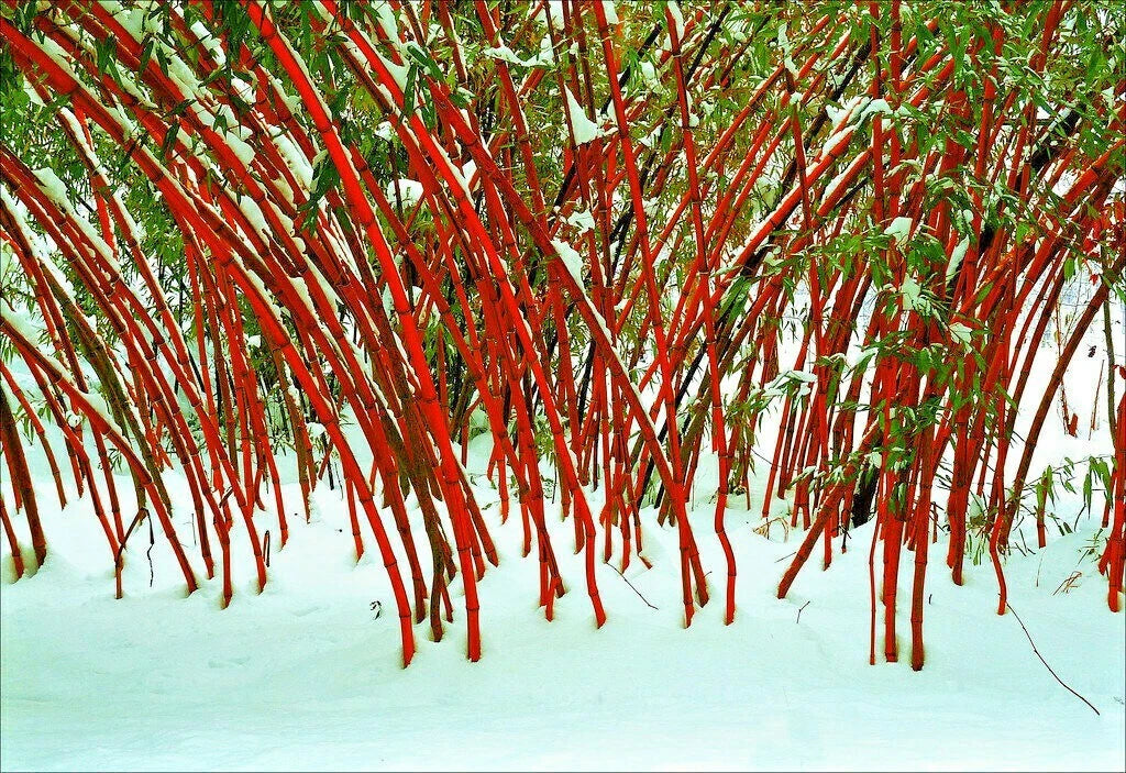 10 RED DRAGON CLUMPING BAMBOO SEEDS