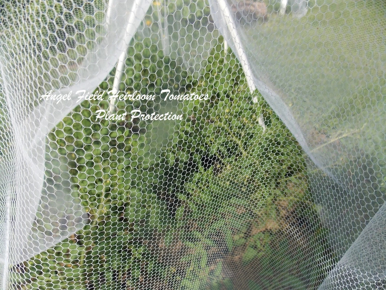 10 Orange Strawberry Heirloom Historical  Plus 2 Packs of Vegetable Seeds