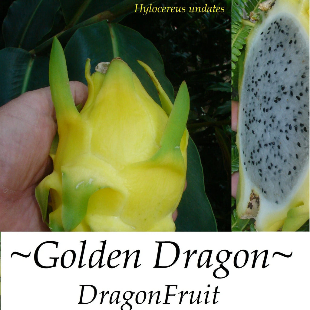 ~GOLDEN DRAGON~ DragonFruit Pitaya White Pulp Yellow Fruits Undatus Seeds EXOTIC