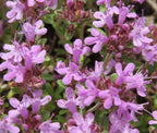 CREEPING THYME GROUND COVER Thymus Serpyllum - 1,000 Seeds