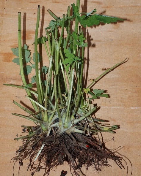 25+ Seeds of Medicinal Greater Celandine Plant Chelidonium Majus Organic