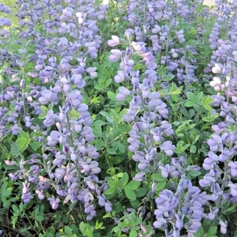 15 PURPLE SMOKE FALSE INDIGO SEEEDS - Baptisia ¡®Purple Smoke¡¯