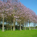BEAUTIFUL PAULOWNIA TREE Paulownia Elongata - 200+ SEEDS. FREE S&H