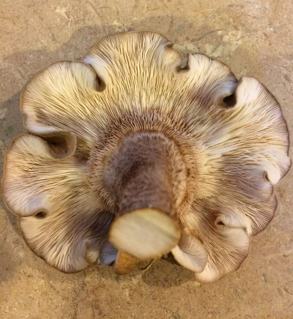 Shiitake Mushroom Plug Spawn 100x - FREE USA shipping - Grow mushrooms on logs!