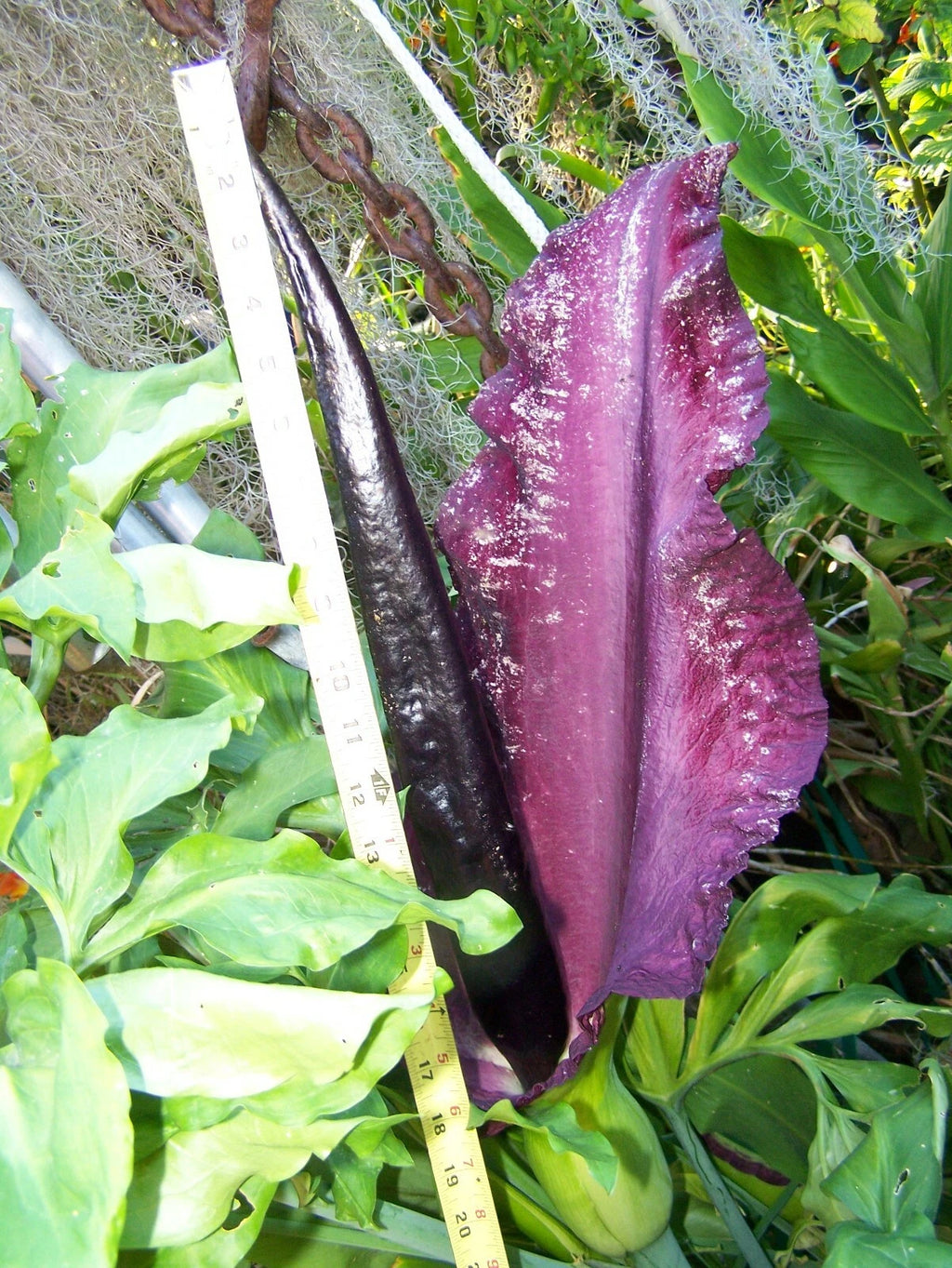 35 - 2025 seeds Dragon lily arum flower voodoo amorphophallus tuber cactus Calla