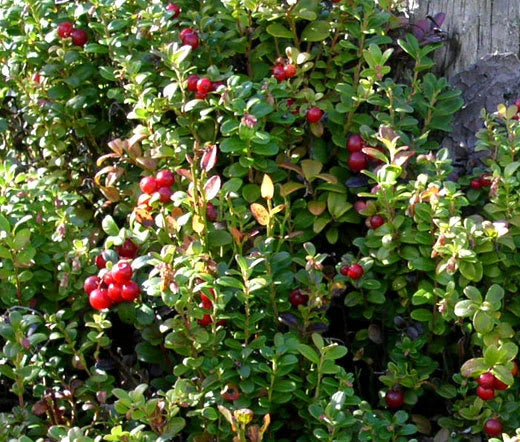 LINGONBERRY Vaccinium Vitis-idaea - 250 Bulk Seeds