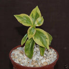 Pereskia aculeata VARIEGATED rare plant cactus 4 pot V