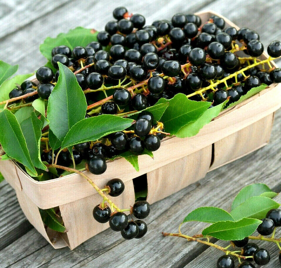 20 BLACK CHERRY SEEDS | SWEET EDIBLE FRUIT | USA Native Tree Prunus serotina
