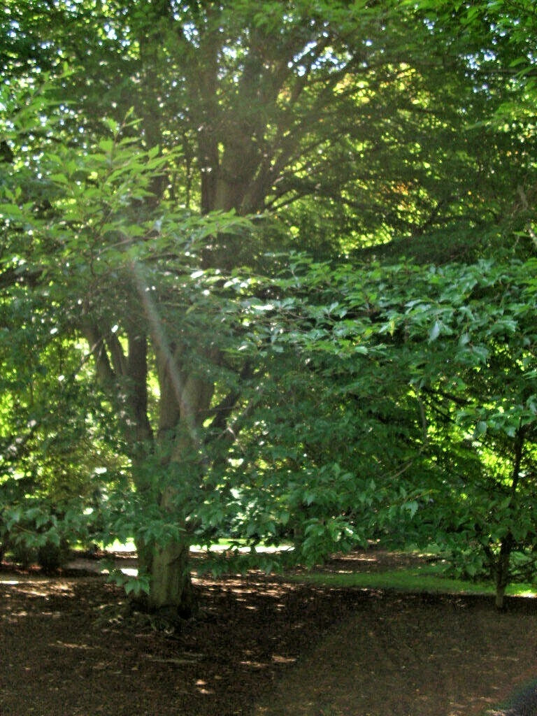 12 AMERICAN BEECH SEEDS - Fagus grandifolia