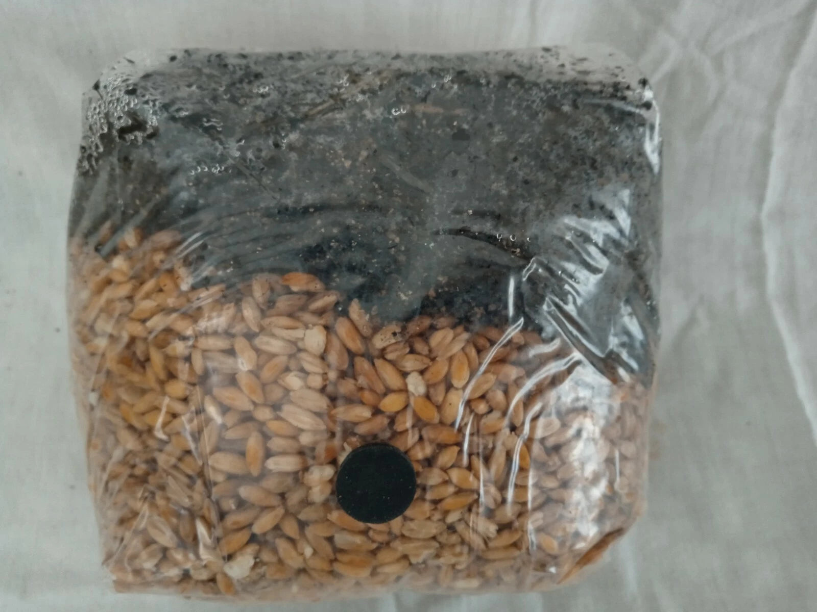 2 All in One Mushroom Grow Bags Sterilized 3.5lb GROWING BIO-BAG KIT FAST SHP[B]