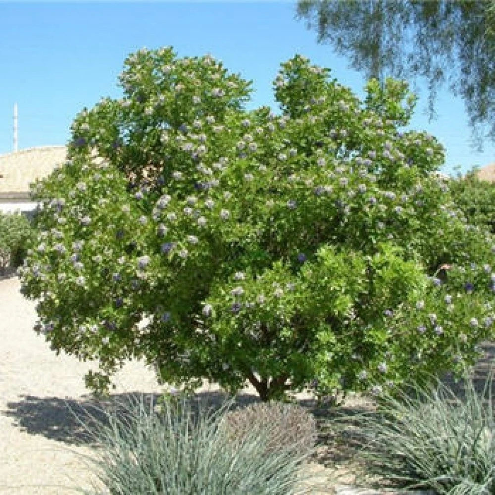 TEXAS MOUNTAIN LAUREL Sophora Secundiflora - 5 SEEDS