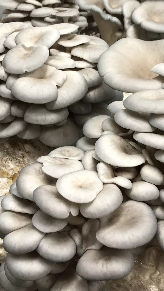 Grey Oyster Mushroom Plug Spawn 100X -FREE USA shipping