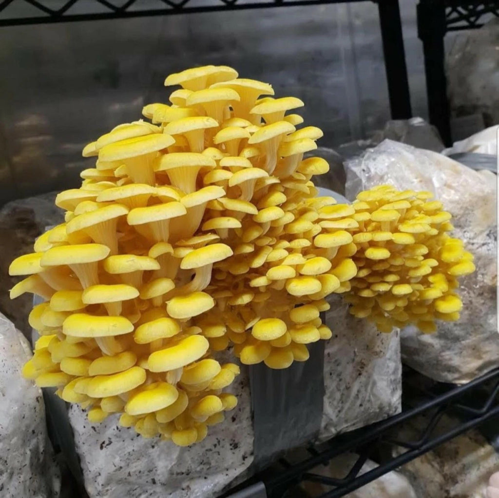 1 LB of golden oyster mushroom Grain Spawn US Seller!!!