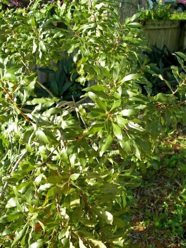 WAX MYRTLE SOUTHERN Myrica Cerifera - 100+ SEEDS