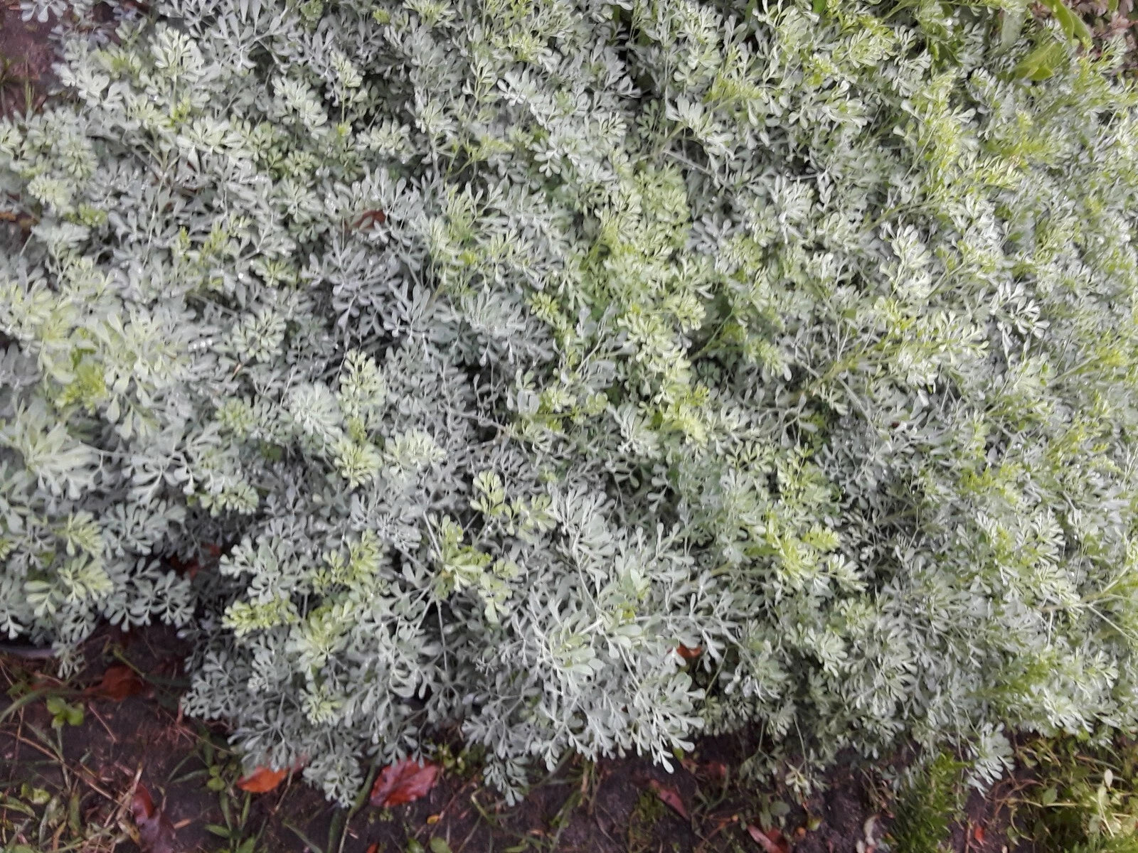 100 SEEDS RUDA RUE RUTA GRAVEOLENS ORGANIC AROMATIC MEDICINAL RELIGION RITUAL