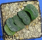 HW041 Haworthia truncata 'ARAISO', Phyto available