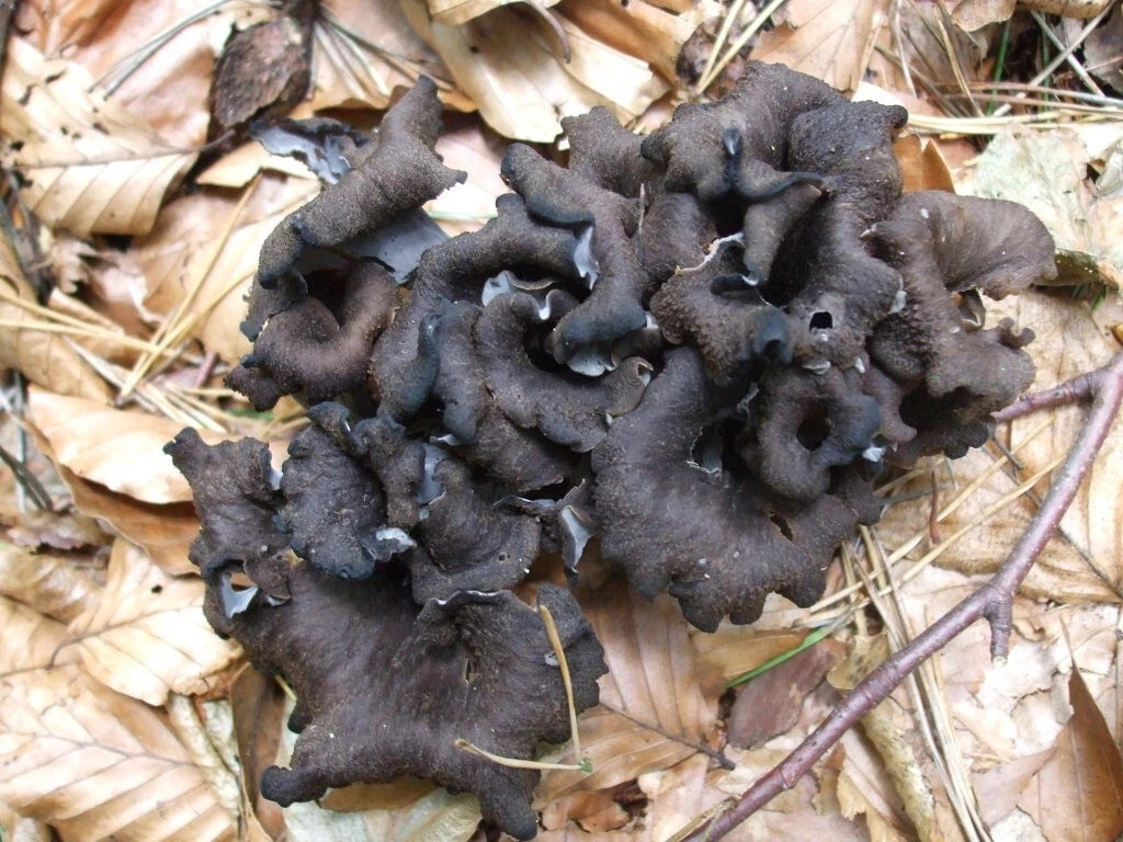 Black Chanterelle Trumpet Mushroom Spores in Sawdust Bag Garden Grow Kit 5gal