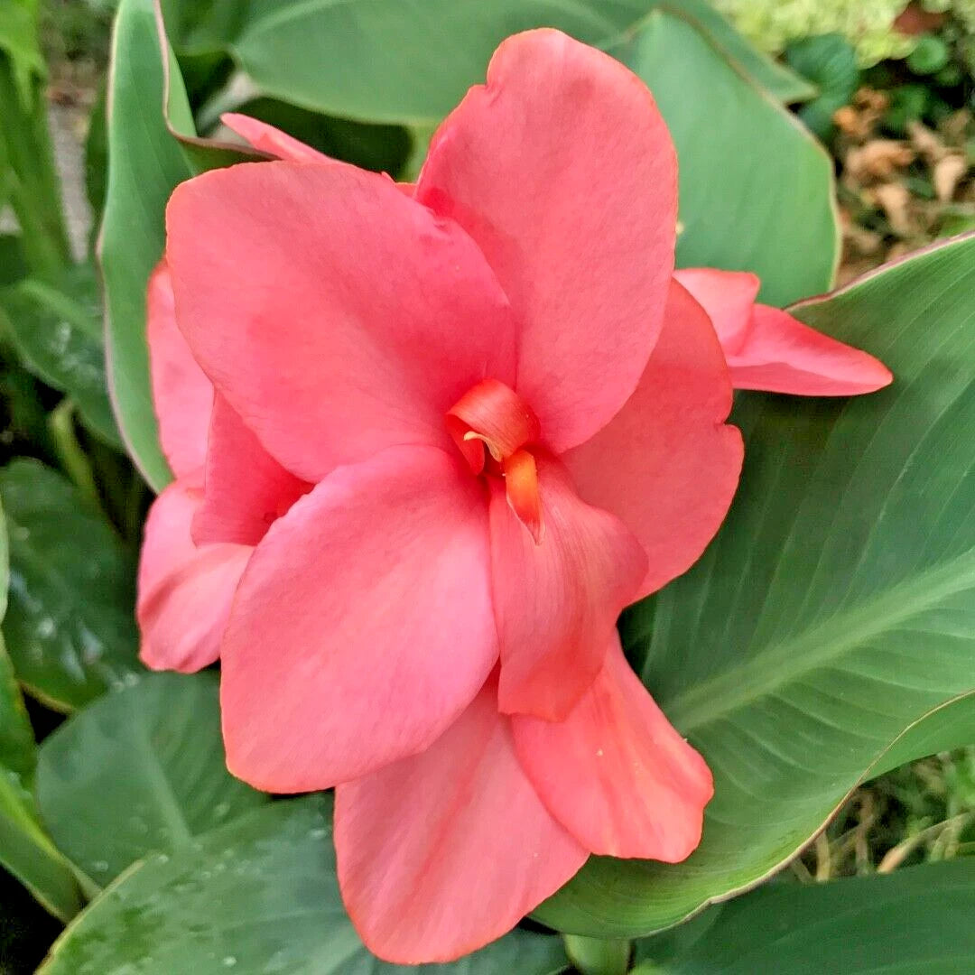 12 MANGO CANNOVA CANNA SEEEDS