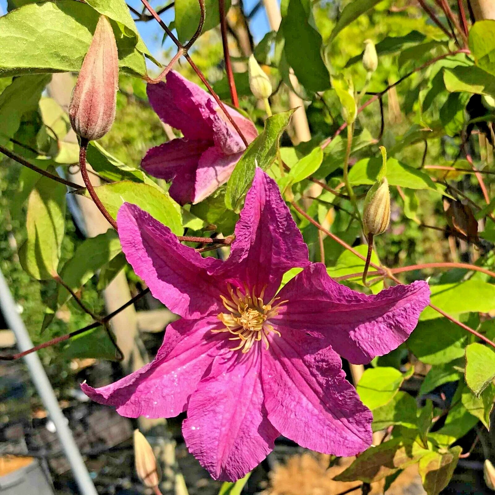 15 DANUTA CLEMATIS SEEEDS