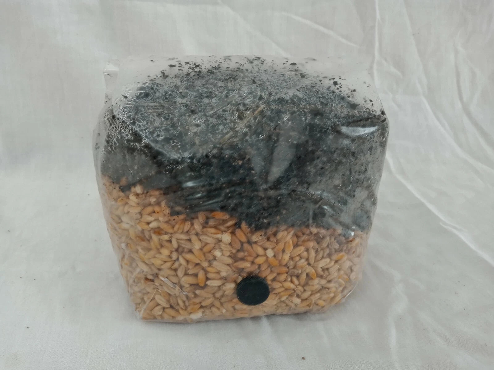 2 All in One Mushroom Grow Bags Sterilized 3.5lb GROWING BIO-BAG KIT FAST SHP[B]