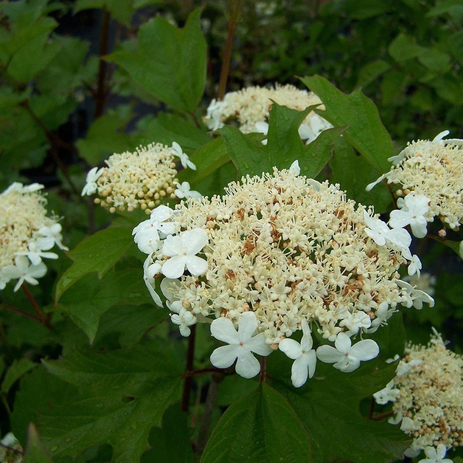 EUROPEAN CRANBERRYBUSH Viburnum Opulus - 6 SEEDS