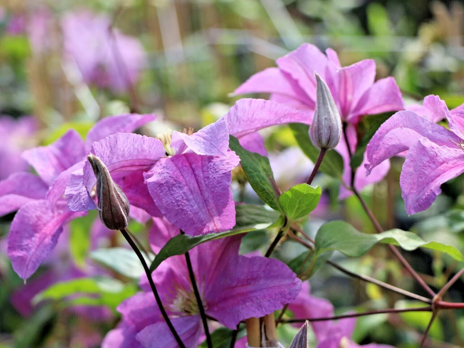 15 DANUTA CLEMATIS SEEEDS