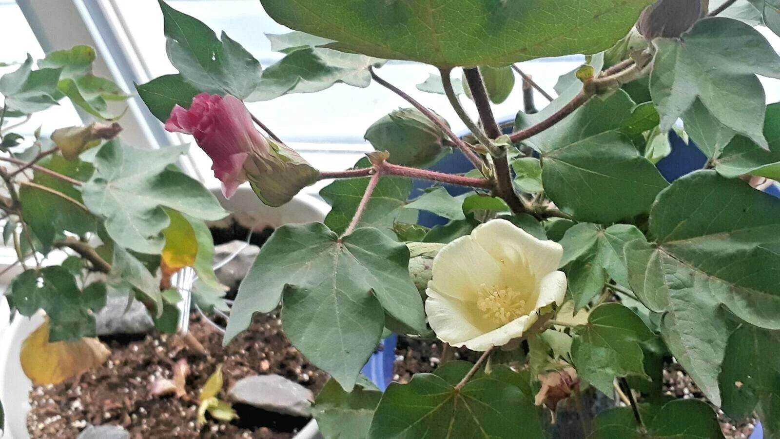 12 UPLAND COTTON SEEEDS  Gossypium hirsutum