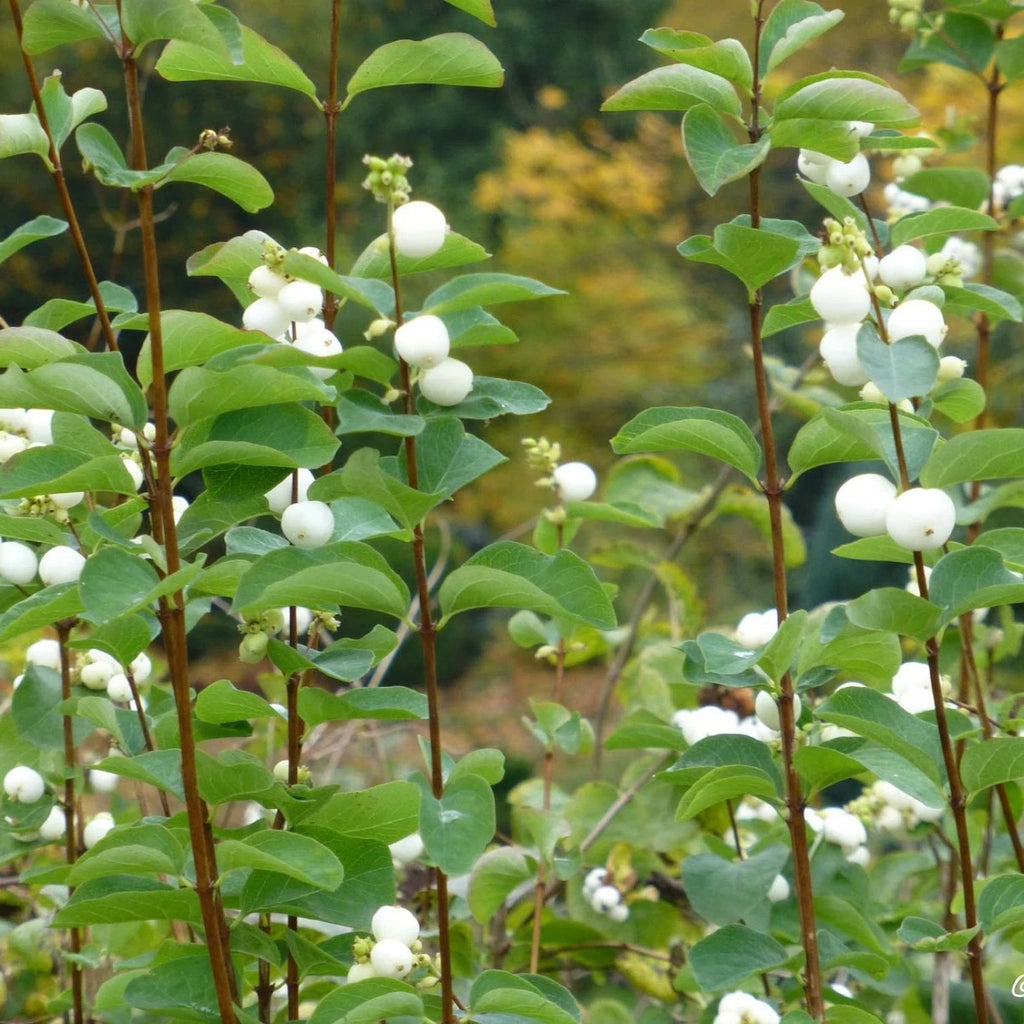 SNOWBERRY Symphoricarpos Albus - 10 SEEDS