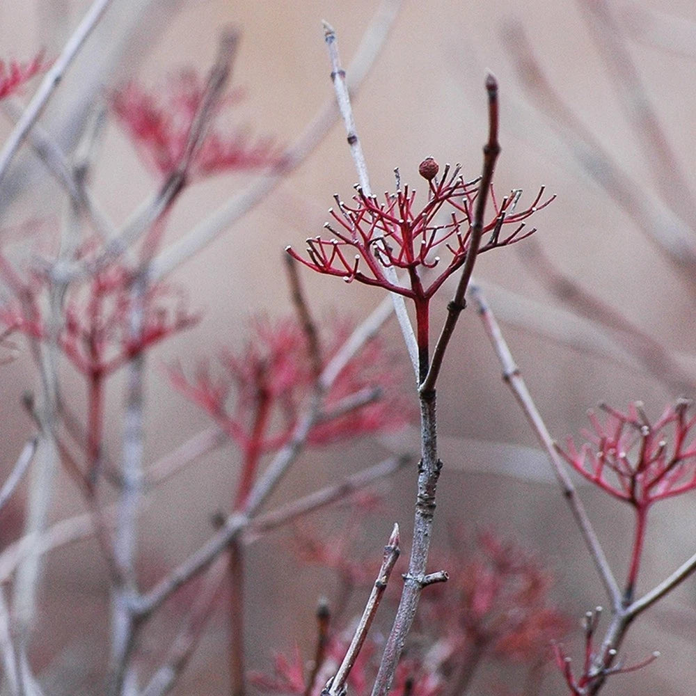 GRAY DOGWOOD Cornus Racemosa - 10+ SEEDS