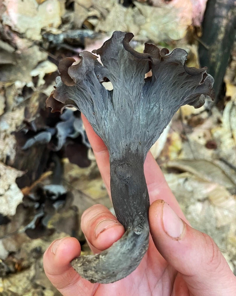 Black Chanterelle Trumpet Mushroom Spores in Sawdust Bag Garden Grow Kit 5gal