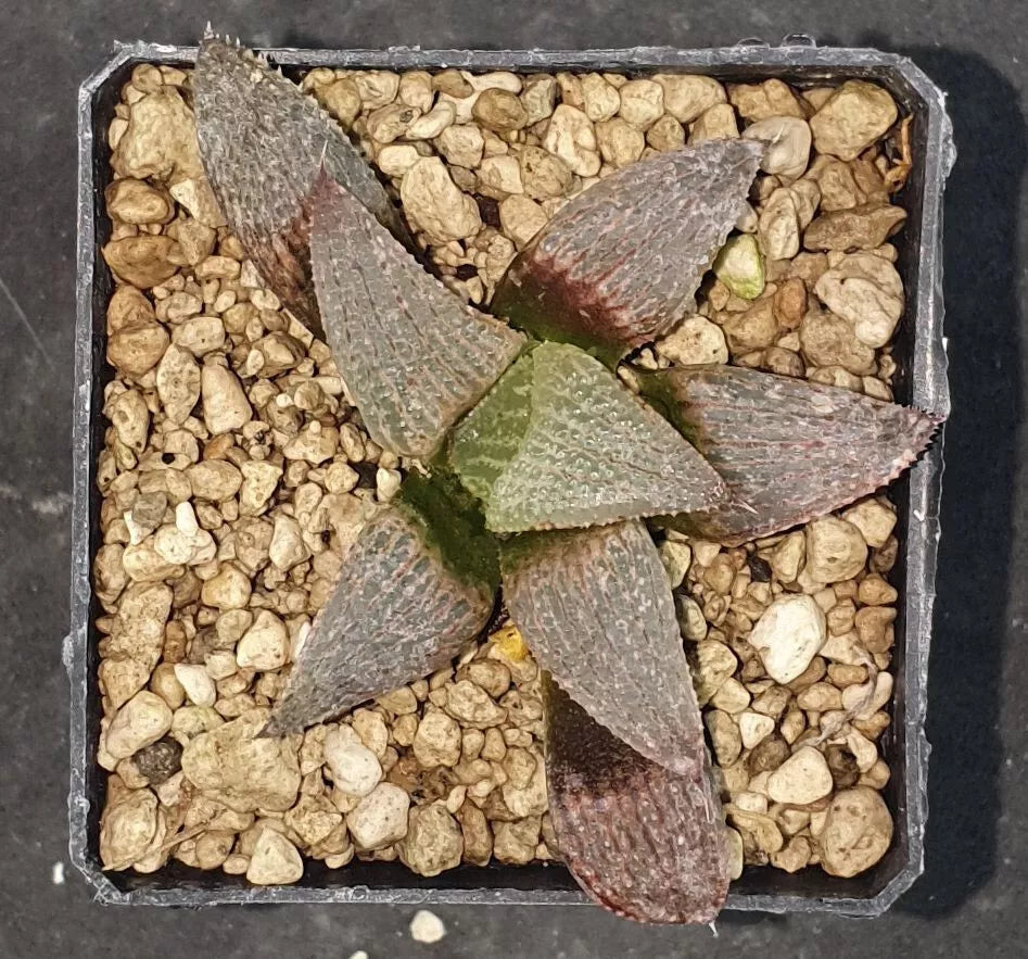 HW302 Haworthia splendens 'RED BLUE CRAB', Phyto available