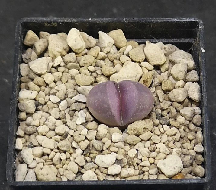 Lithops optica rubra  , phyto available, living stone, mesemb