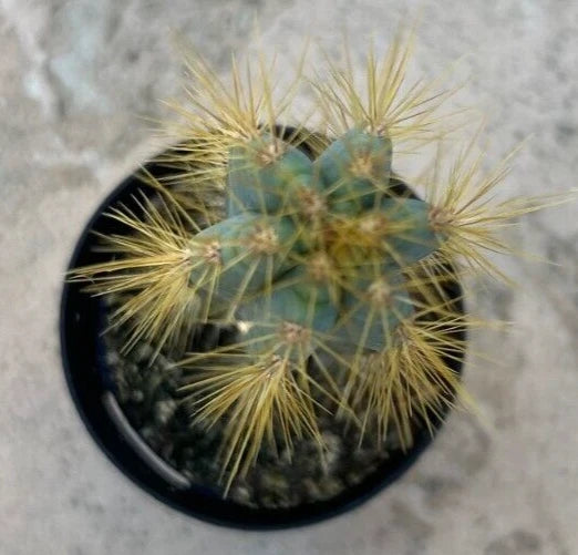 Pilosocereus Azureus, 'Blue Candle', Comes in a 2.5 Pot