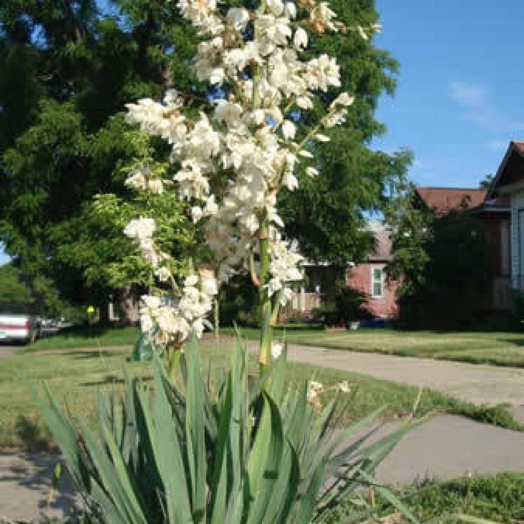 SOAP WEED Yucca Glauca - 25+ SEEDS