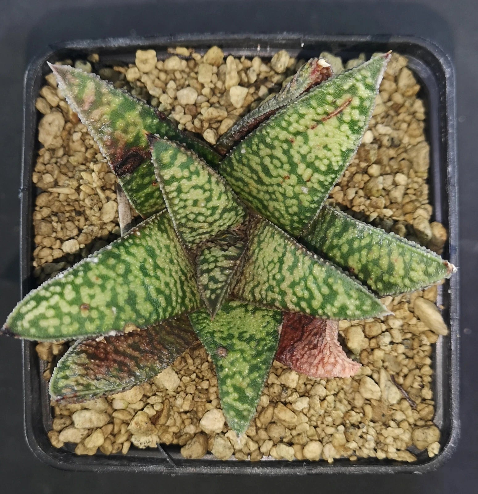 HW229 Haworthia koelmaniorum X Gasteria BLACK PALM KING   read description