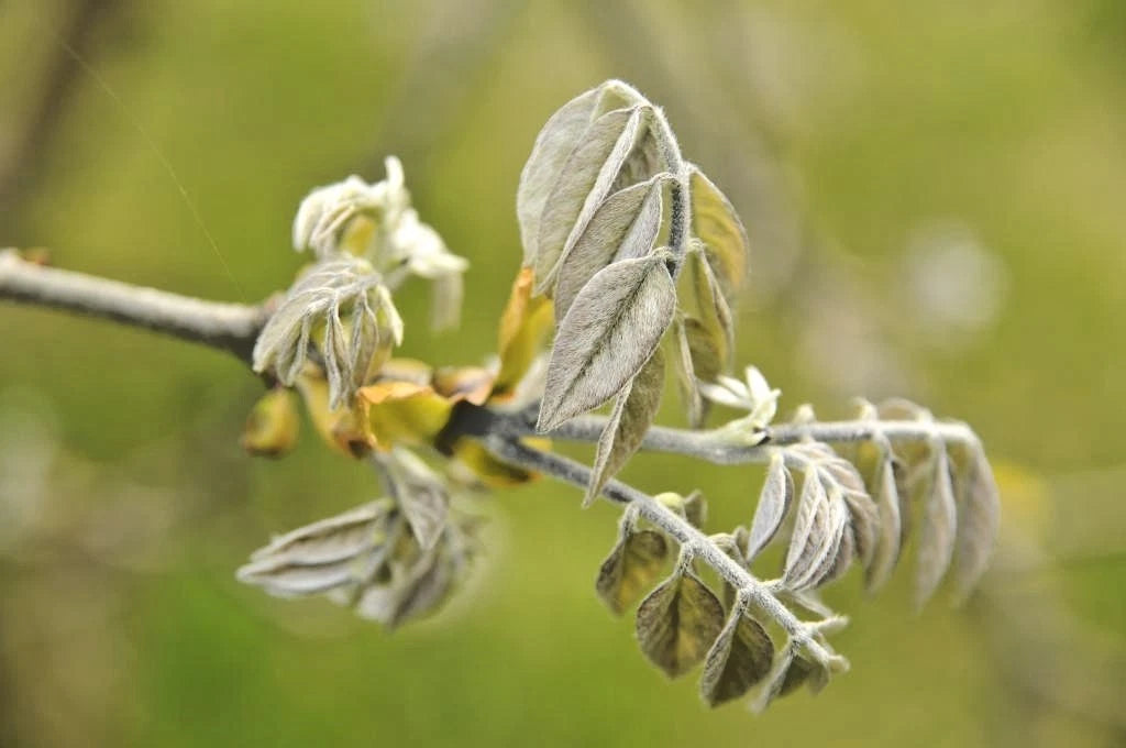 15 AMUR MAACKIA  STARBURST  SEEEDS - Maackia amurensis